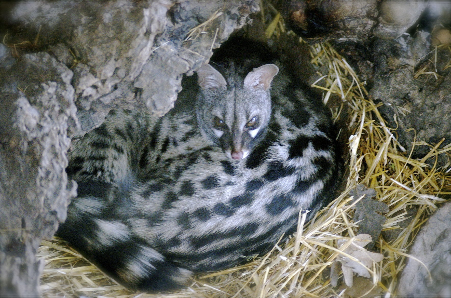 Small spotted Genet